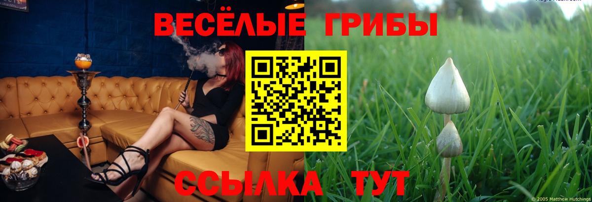 Псилоцибиновые грибы прущие грибы  Вход с VPN  Сальск 